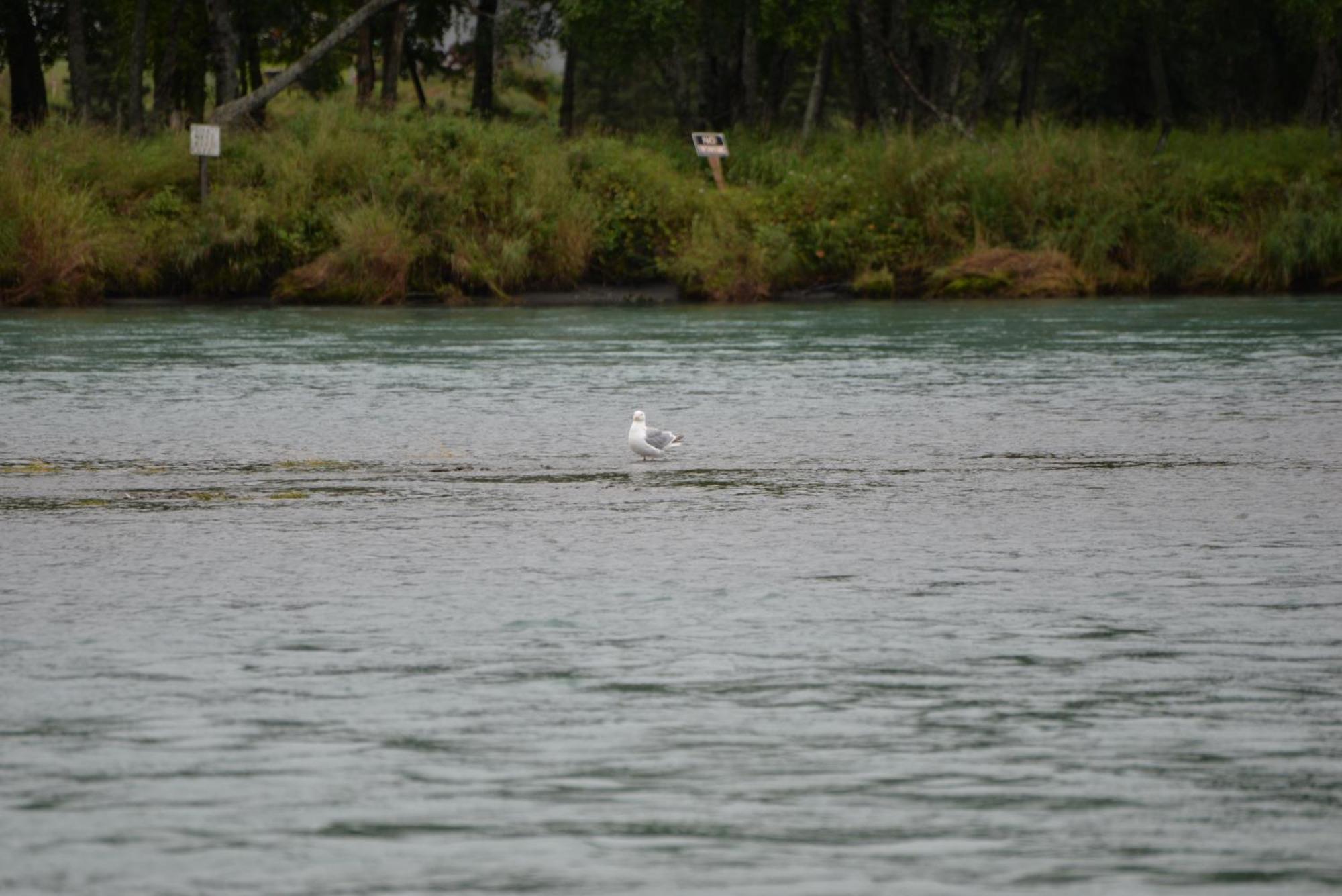 Salmon Catcher Lodge Kenai Extérieur photo